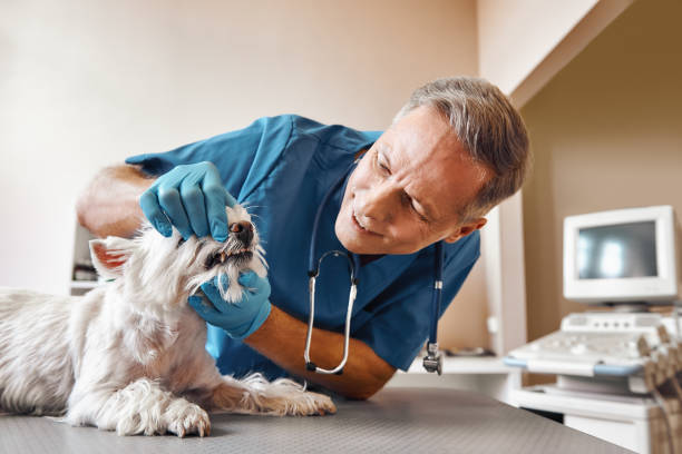 Best Emergency Wisdom Tooth Extraction in Lincoln, ID
